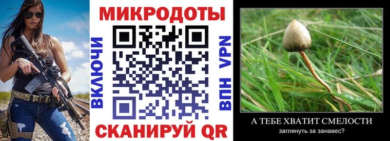 закладка  Высоковск  Псилоцибиновые грибы Psilocybe 